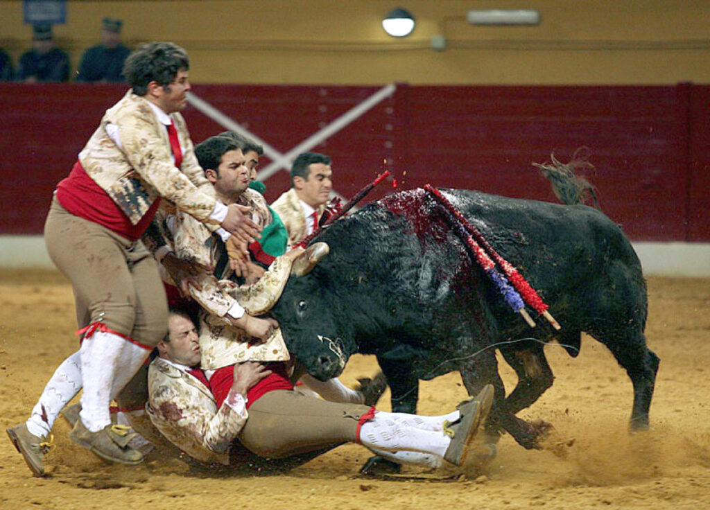 Los forcados portugueses, son grupos esenciales en las corridas de toros en Portugal. Sin capote ni espada, enfrentan al toro cuerpo a cuerpo, realizando la tradicional “pega”. Con valentía, coordinación y fuerza, inmovilizan al toro, destacando el coraje colectivo y el componente humano de la lidia.