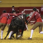 Espectáculo de Forcados en la plaza de toros de Atarfe. Foto: Ramón L. Pérez