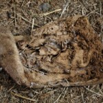 Serie "Caminados", fotografias de calzado encontrado en diversos lugares.