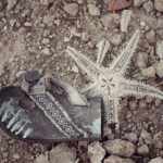 Serie "Caminados", fotografias de calzado encontrado en diversos lugares.